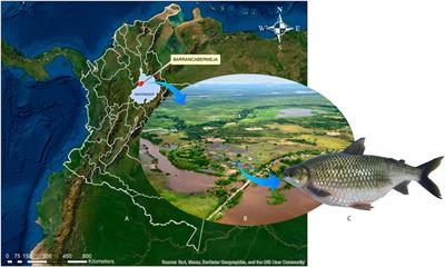 Draft genome assembly for the colombian freshwater bocachico fish, Prochilodus magdalenae